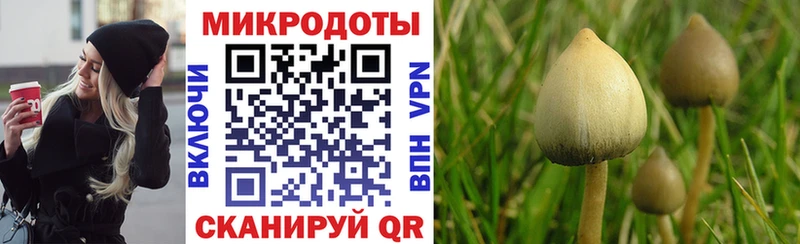 Галлюциногенные грибы Cubensis  Новокубанск 